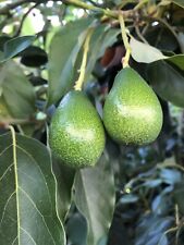 Avocado tree cuttings for sale  Fresno