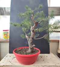 prebonsai pinus usato  Isernia