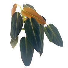 Philodendron gigas inch for sale  Apopka