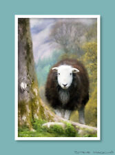Buttermere herdwick sheep for sale  MARYPORT