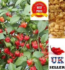 SEMILLAS DE CHILE CAROLINA REAPER, SÚPER CALIENTES 100% GENUINAS, VENDEDOR DEL REINO UNIDO segunda mano  Embacar hacia Argentina