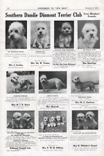 1934 southern dandie for sale  COLEFORD