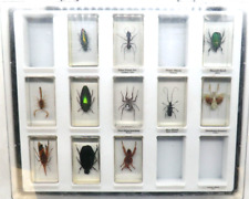 Entomology collection eleven for sale  MIRFIELD