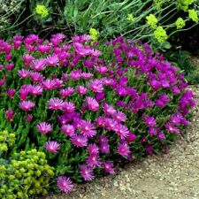 Ice plant seeds for sale  Lincolnton