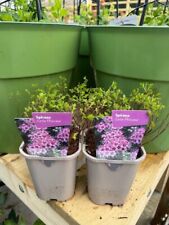 Spiraea little princess for sale  HARLOW