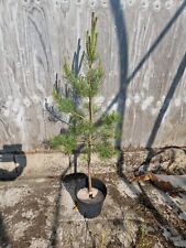 Scots pine pinus for sale  PRESTON