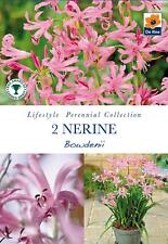 Nerine bowdenii bulbs for sale  UK