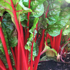 Ruby red rhubarb for sale  Pittsburgh