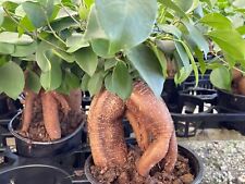 Ficus microcarpa chinese for sale  Apopka