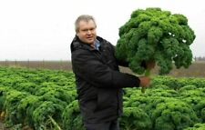 Semi cavolo gigante usato  Reggio Calabria