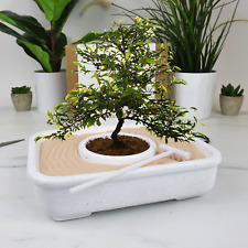 Bonsai pflanzset . gebraucht kaufen  Berlin