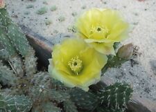 Opuntia polyacantha var. for sale  Shipping to Ireland