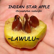 ~LAWULU~ Chrysophyllum roxburghii INDIAN STAR APPLE FRUIT TREE Small Potd PLANT for sale  Shipping to South Africa