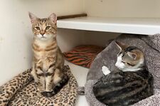 Doe um jantar e guloseimas para Cerys, a linda mãe gato - Ceredigion Cat Rescue comprar usado  Enviando para Brazil