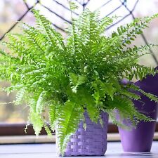 Boston fern 9cm for sale  GLASGOW