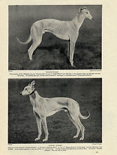 Greyhound two named for sale  COLEFORD