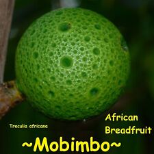 Mobimbo treculia africana for sale  Haleiwa