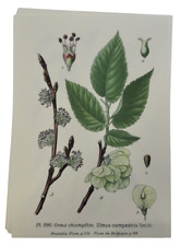 Planche ancienne botanique d'occasion  Grièges