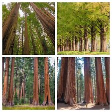 150 semi sequoie usato  Spedire a Italy