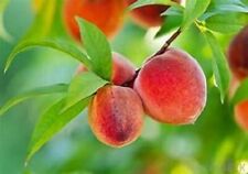 Red haven peach for sale  Mount Vernon