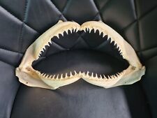 Blcktip shark jaw for sale  CARRICKFERGUS