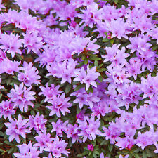 Rhododendron blue tit for sale  UK