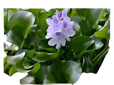 Water hyacinth floating for sale  Marshville
