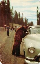 Postcard bear seeking for sale  Saint Joseph