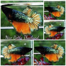 Betta fish female for sale  Shipping to Ireland