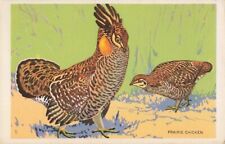 Postcard prairie chicken for sale  Liberty