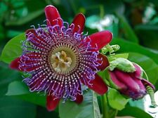 Passiflora quadrangularis pian usato  Valmacca