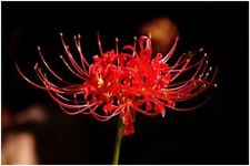 Red spider lily for sale  Jacksonville
