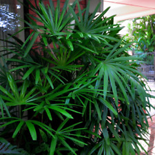 Rhapis excelsa (Palmeira de Bambu) 5 - 25 Sementes | Planta de Casa RARA Interior Reino Unido comprar usado  Enviando para Brazil