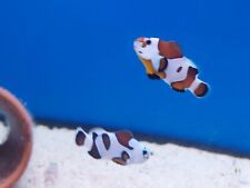 Mocha storm clownfish for sale  HARTLEPOOL