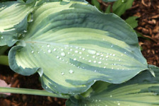 20 GUARDIAN ANGEL HOSTA SEEDS - Hosta x 'Guardian Angel', used for sale  Shipping to South Africa