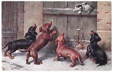 Bassotti gattino dachshund usato  Monsummano Terme