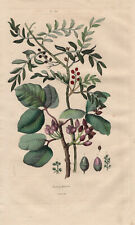 Pistachero (Pistacia vera) Pistachio kolorierter acero picadura de 1839 Guérin, usado segunda mano  Embacar hacia Spain