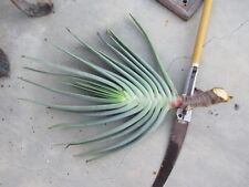 Aloe plicatilis fan for sale  Glendora