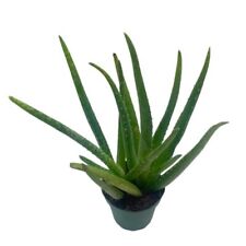 Aloe vera inch for sale  Apopka