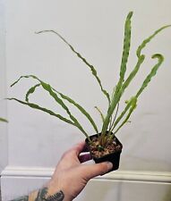 Elaphoglossum eximium rare for sale  BIRKENHEAD