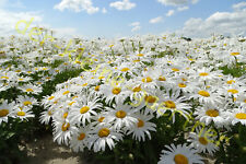 Großblumige margeriten winter gebraucht kaufen  Homberg (Efze)