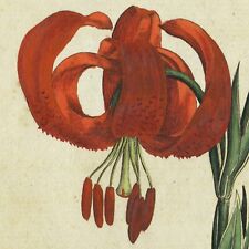 Rare 1787 Curtis Botanical Print No. 30 LILIUM CHALCEDONICUM, CHALCEDONIAN LILY for sale  Shipping to South Africa