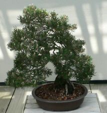 Samen bonsai schwarzkiefer gebraucht kaufen  Deutschland