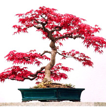 Japan bonsai samen gebraucht kaufen  Hadamar