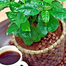 Coffea arabica seeds for sale  Lincolnton
