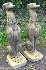 Pair whippet dog for sale  HORSHAM