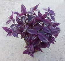 Tradescantia zebrina house for sale  ABERYSTWYTH