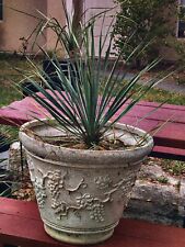 Yucca rostrata large for sale  Fort Pierce