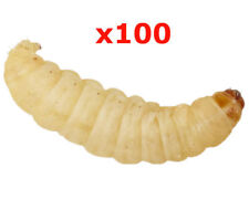 100 waxworms bulk for sale  BASILDON