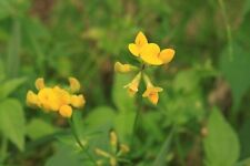 Birdsfoot trefoil seeds for sale  WALLASEY